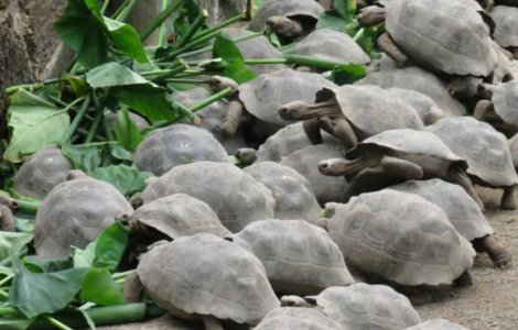 Профессор из США Дж. Гиббс уверен, что гигантские черепахи получили шанс на увеличение популяции