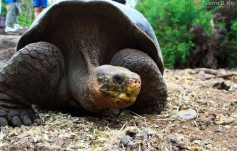 Огромная галапагосская черепаха может достигать внушительных размеров