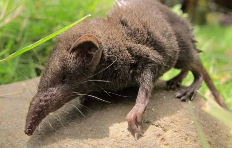 Новый вид млекопитающего найден на острове Принсипи