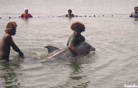 Охота на дельфинов на Соломоновых островах