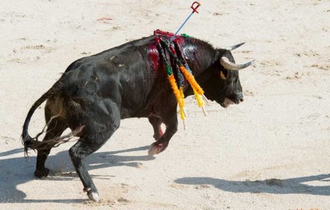 Во время корриды и развлечений с быками страдают в первую очередь животные