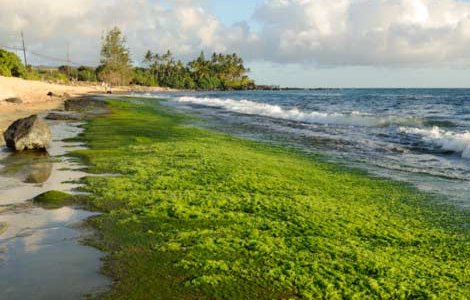 Токсические водоросли на Карибских пляжах грозят настоящей катастрофой (Фото: Daniel Ramirez)