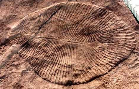 На канадском острове нашли подтверждение существования полового размножения сотни миллионов лет назад