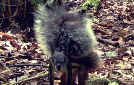 На острове Борнео нашли белку хищника