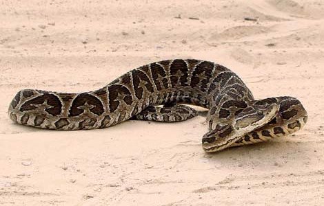 Змеи острова чрезвычайно опасны