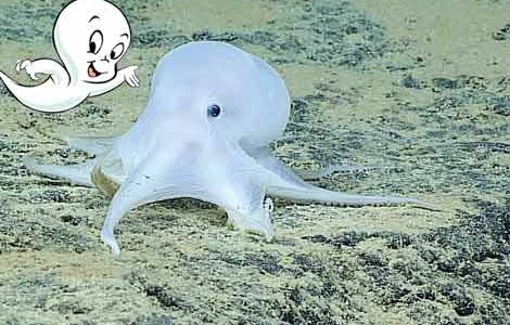 На Гавайях обнаружили новый вид осьминога, который напоминает привидение Каспера