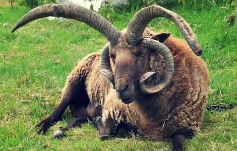 А вы знали, что символом острова Мэн являются редкие рогатые овцы?