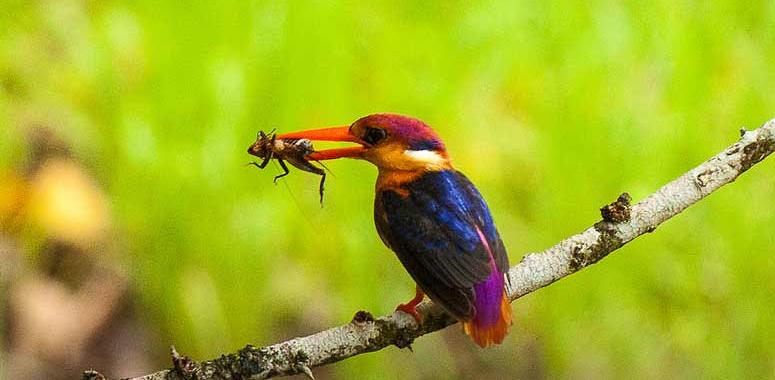 Эволюция может привести к тому, что птицы на островах разучатся летать